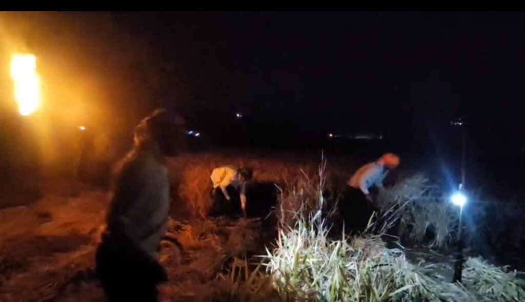 farmers cutting paddy crop at night in mulshi taluka of pune disstrict