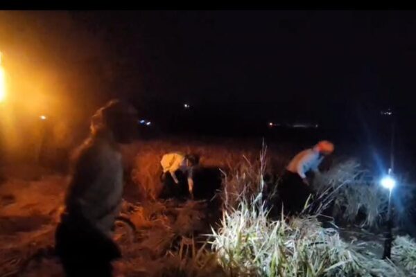 farmers cutting paddy crop at night in mulshi taluka of pune disstrict