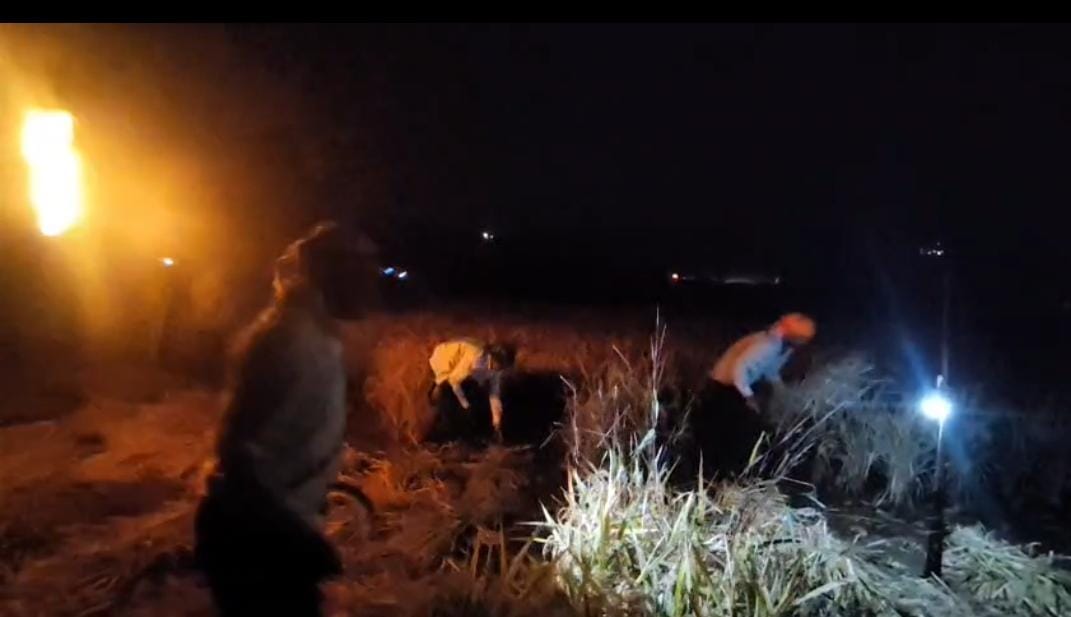 farmers cutting paddy crop at night in mulshi taluka of pune disstrict